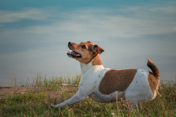 Angry jack russell terrier outdoors.