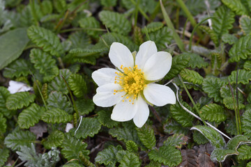 チョウノスケソウの花（北海道・大雪山）
