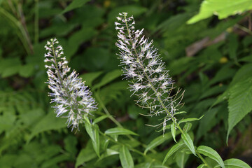 ハクセンナズナ（北海道・大雪山）
