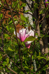 magnolia 