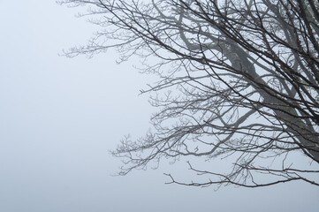 霧の中の葉の無い木の静寂。