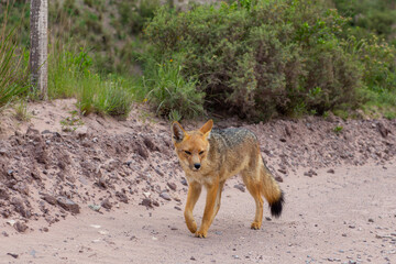 Wild red fox on a mountain road
