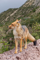 Beautiful wild fox in the background of a mountain landscape