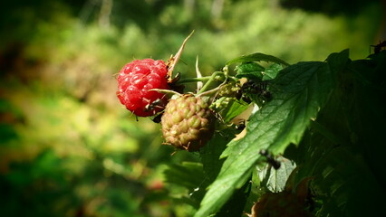 Ripe raspberries on the bush. Delicious, fresh raspberries against the background of green leaves...