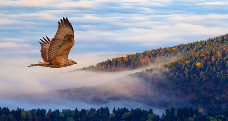 Aerial view of autumn forest over the clouds with red tailed hawk - Yedigoller , Turkey