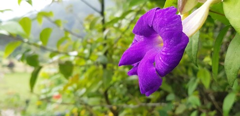 Cattleya flowers among the leaves in purple