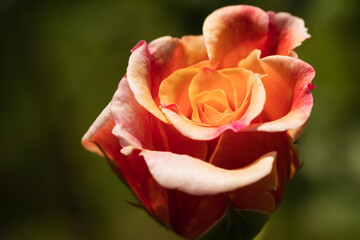 バラの花のつぼみ