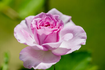 ピンクのバラの花