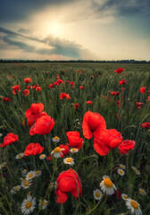 Poppies in the field of wheat.