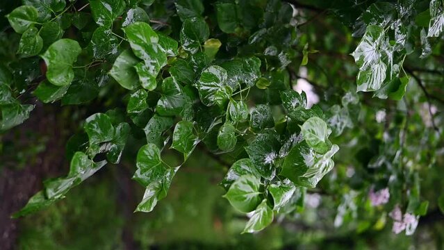 Tree branches with wet green leaves swaying by the wind in the rain