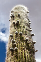 huge cactus with buds in Los Cardones National Park, Salta Province, Argentina. Close-up