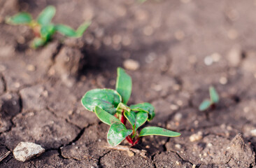 Red beetroot, fresh sprouts and young leaves in the garden. Vegetables, herbs and micro-greens. Also beets, canteen, garden or red beets. Gardening.