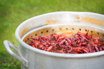 Spicy Crawfish Boiling in Pot