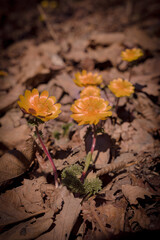 Yellow snowdrops among dried leaves in the forest
