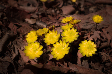 Yellow snowdrops among dried leaves in the forest