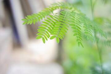 acacia plant growing in the garden. This plant is a genus of shrubs and trees belonging to the...