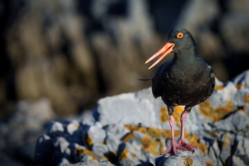 African oystercatcher or African black oystercatcher (Haematopus moquini) at Stony Point on the...