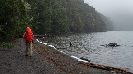 Obraz premium Walking along lake Rotopounamu in the rain, Togariro National Park, Central North Island.