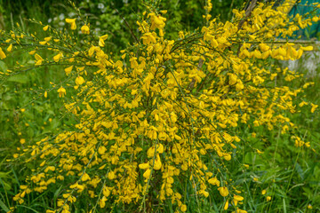 Cytisus scoparius, common broom or Scotch broom yellow flowers closeup