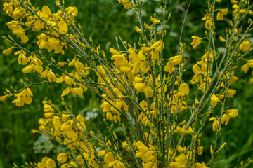 Cytisus scoparius, common broom or Scotch broom yellow flowers closeup