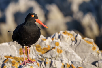 African oystercatcher or African black oystercatcher (Haematopus moquini) at Stony Point on the...