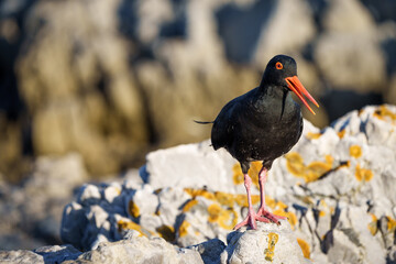 African oystercatcher or African black oystercatcher (Haematopus moquini) at Stony Point on the Whale Coast, Betty's Bay (Bettys Bay), Overberg,  Western Cape, South Africa