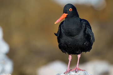 African oystercatcher or African black oystercatcher (Haematopus moquini) at Stony Point on the Whale Coast, Betty's Bay (Bettys Bay), Overberg,  Western Cape, South Africa
