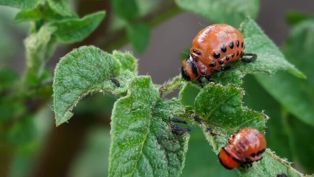 The larva of the Colorado potato beetle parasitizes on green potato leaves. Parasites destroy crops in the field. Home plantation, Potato industry, agriculture