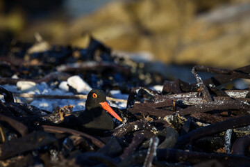 African oystercatcher or African black oystercatcher (Haematopus moquini) on her nest in the kelp ...