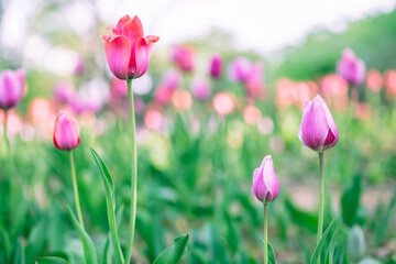 Beautiful colorful pink tulip background photo