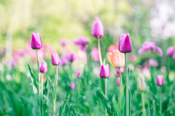 Obraz na płótnie Canvas Beautiful colorful pink tulip background photo
