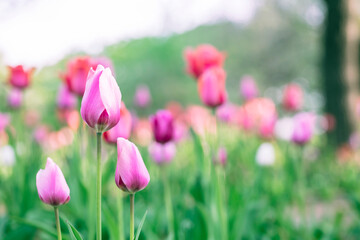 Beautiful colorful pink tulip background photo