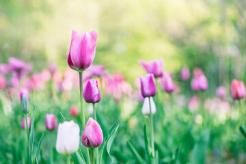 Beautiful colorful pink tulip background photo