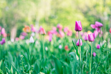 Beautiful colorful pink tulip background photo