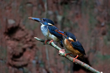 Blue-banded Kingfisher male and female kingfisher perched on a branch. after helping dig the soil to make a nest