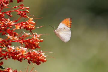 Beautiful summer nature scene with magical red flowers and white butterflies flying on green background.