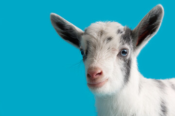 White Nigerian Dwarf Goat on a Blue Background