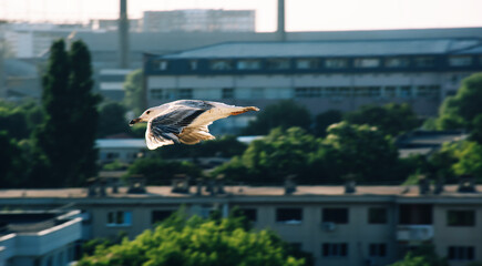 Gull in the city