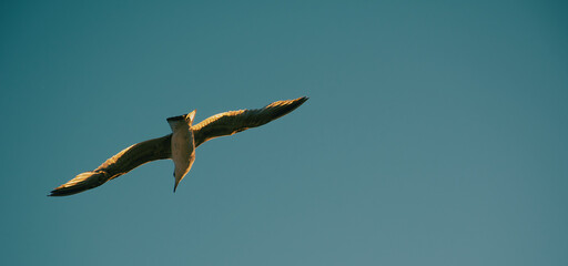 wings flying