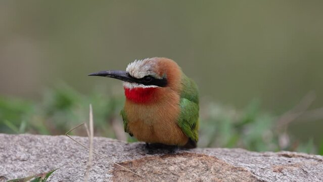 Close up of a white-fronted bee-eater
