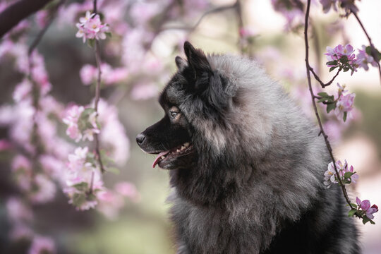 Close up profile portrait of grey black fluffy keeshond wolfspitz dog with tongue out on the background are brunches of blooming tree with light pink flowers