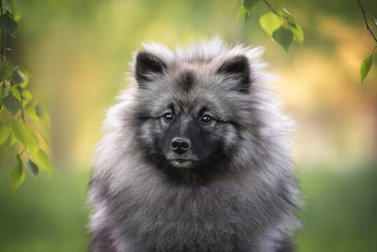 Close up portrait of grey black fluffy keeshond wolfspitz dog on the green summer background with leaves