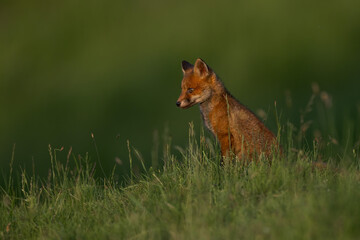 Red fox cub in the grass vulpes vulpes