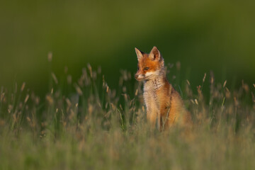squirrel in the forest