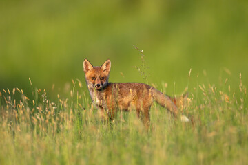 Naklejka na ściany i meble Red fox cub in the grass vulpes vulpes looking at camera