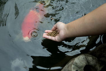 Top view of feed the japan koi or fancy crap with fresh milk, focus selective.