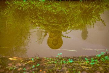 high mountain nature background that can see the scenery around, the fog covers the trees in a blur, the cool air, the beauty of the ecosystem