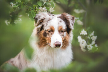 Outdoors close up portrait of red merle australian shepherd dog on the green summer background with leaves and blooming white flowers - obrazy, fototapety, plakaty