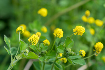 Close up of yellow low hop trefoil flowers