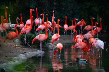 Obraz premium American or Caribbean flamingo, Phoenicopterus ruber. Flamingos or flamingoes are a type of wading bird in the family Phoenicopteridae. Red Flamingos.